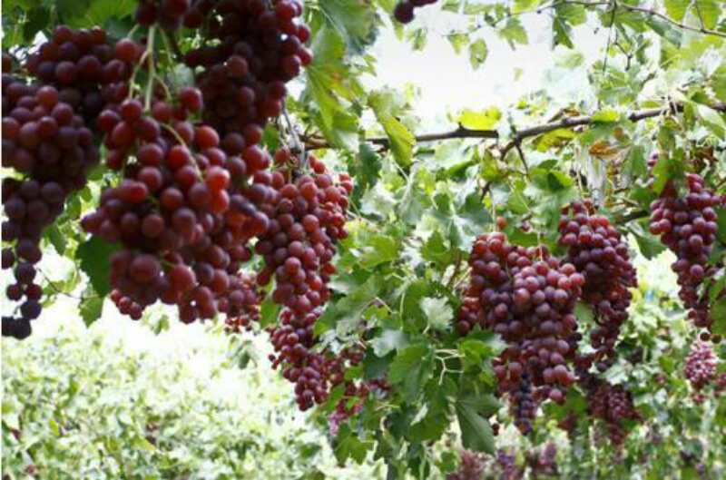 【新保得】春暖花開---養根、護根、壯根正當時